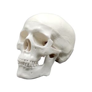 بازی آموزشی مدل مولاژ مینی جمجمه انسان کد a015